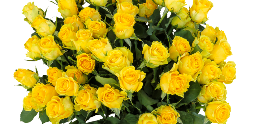 פרחים צהובים